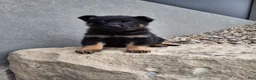 German Shepherd dogs for sale: Maverick  - Ad 1
