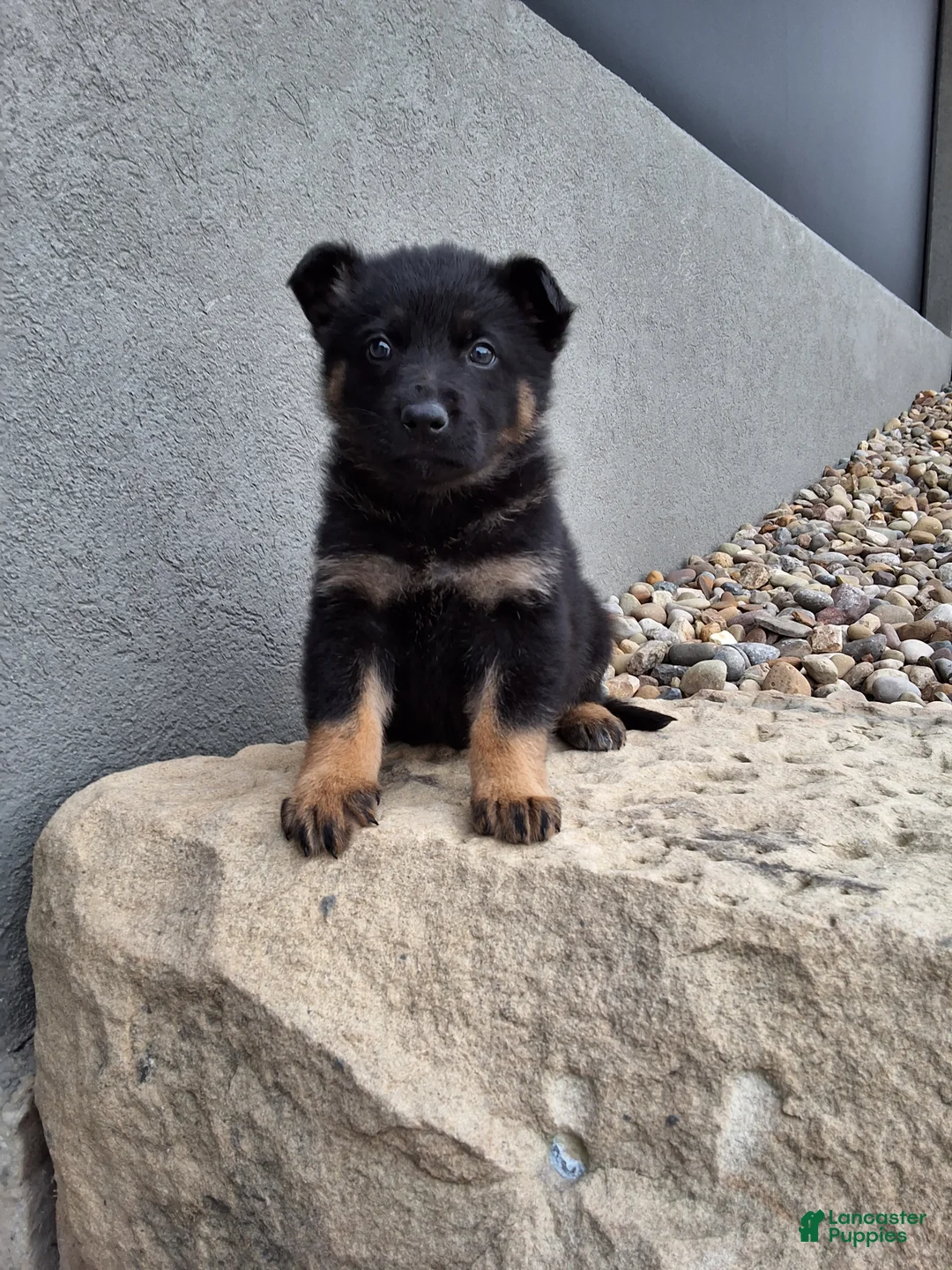 German Shepherd dogs for sale: Maverick  - Ad 1