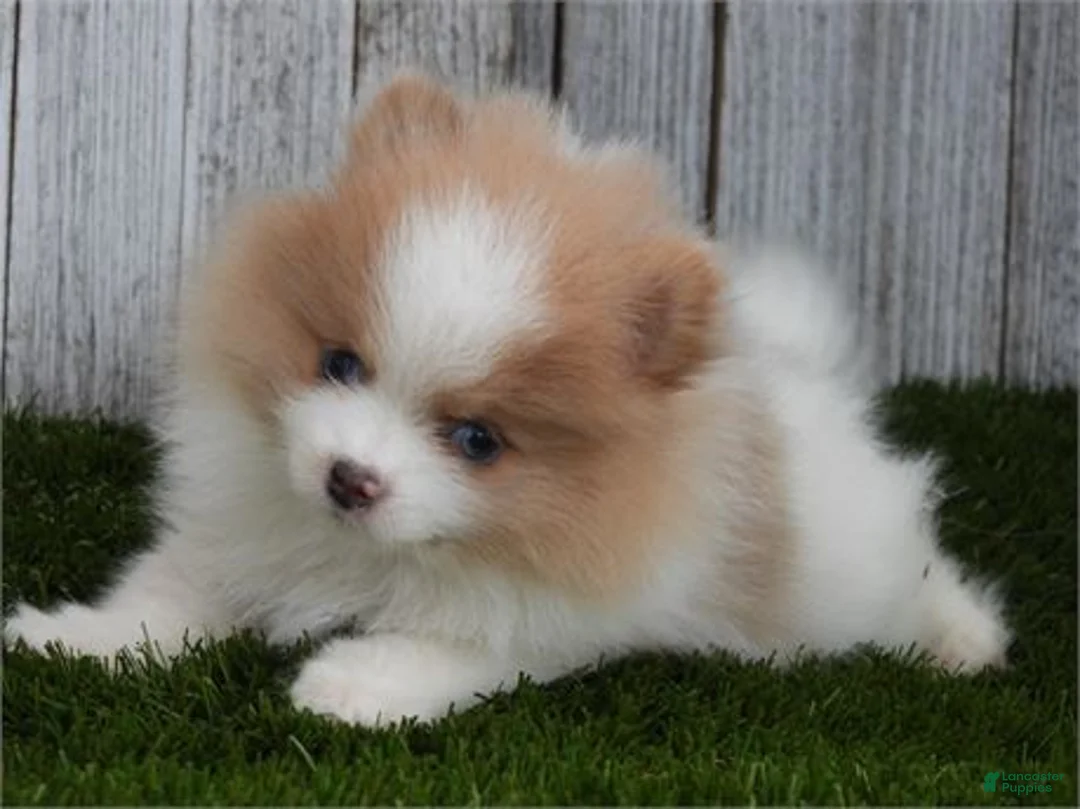 Pomeranian dogs for sale: Pomeranian 3 - Ad 2