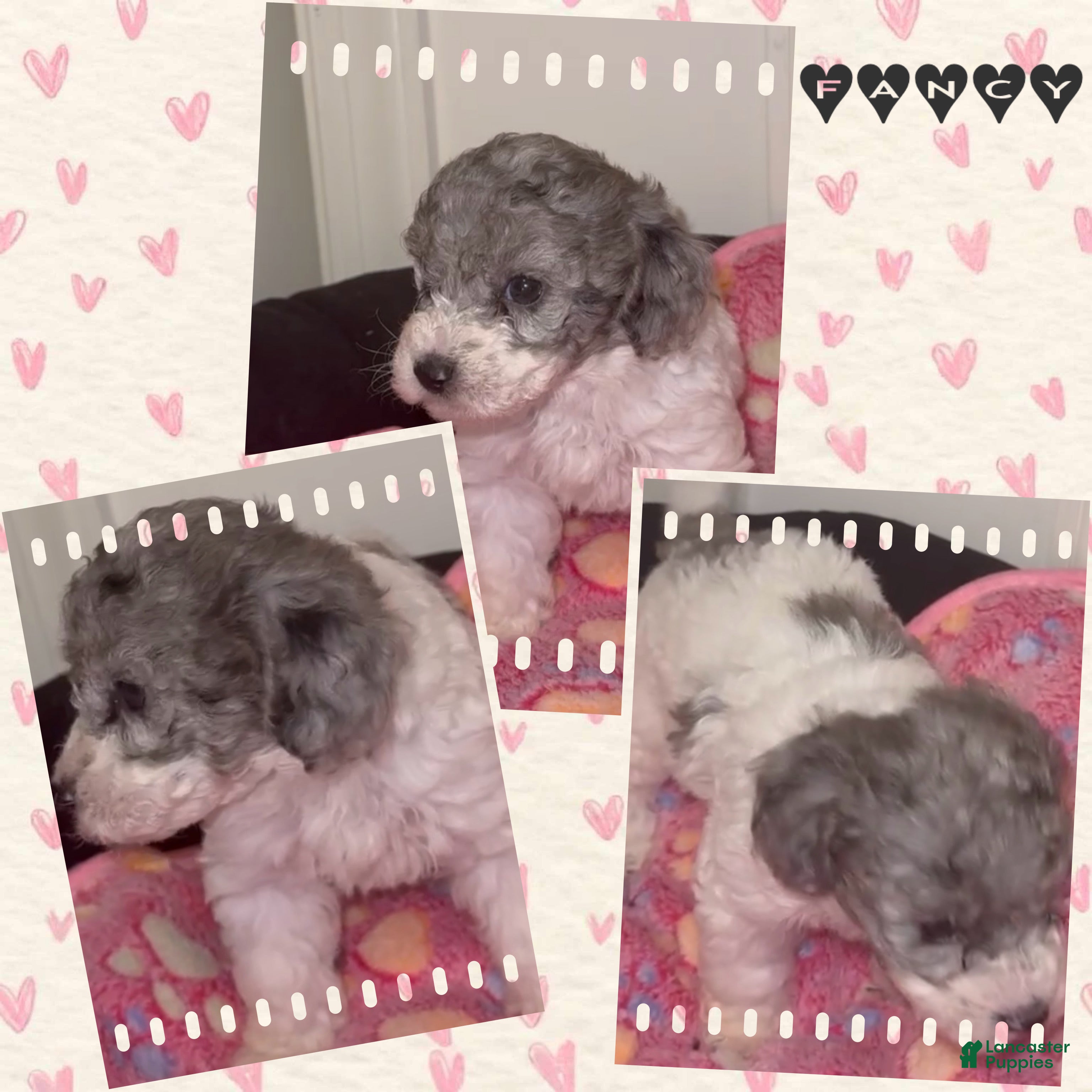 Miniature Poodle dogs Miniature Poodle 6 - Ad 6