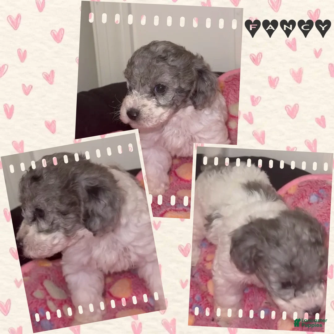Miniature Poodle dogs for sale: Miniature Poodle 6 - Ad 1