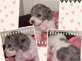 Miniature Poodle dogs Miniature Poodle 6 - Ad 6