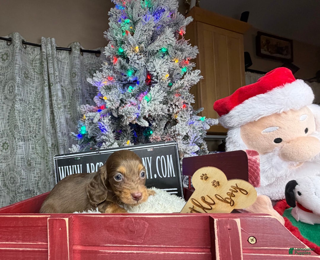 Miniature Dachshund dogs for sale: Ready 12/24/25 - Ad 3
