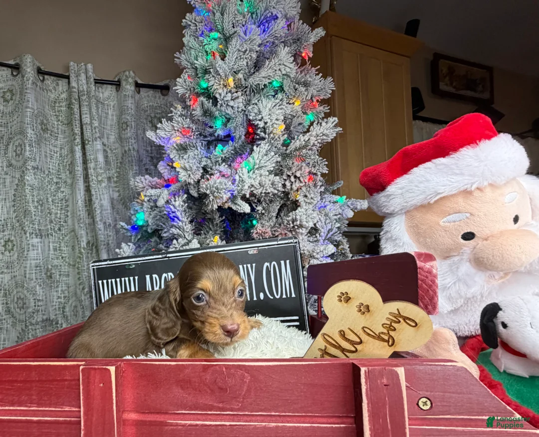Miniature Dachshund dogs for sale: Ready 12/24/25 - Ad 11