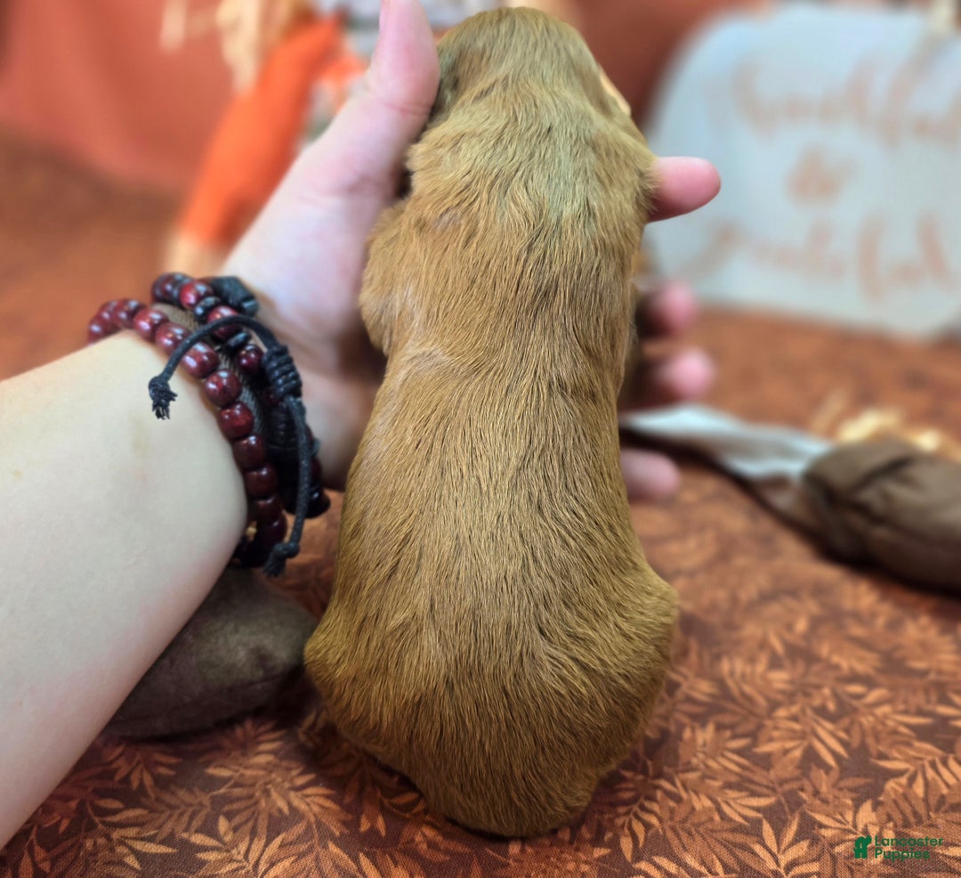 Cockapoo dogs for sale: Captain Dan - Ad 16