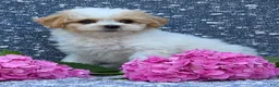 Bichpoo dogs for sale: Babe - Ad 4