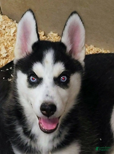 Siberian Husky dogs Fluttershy - Ad 1