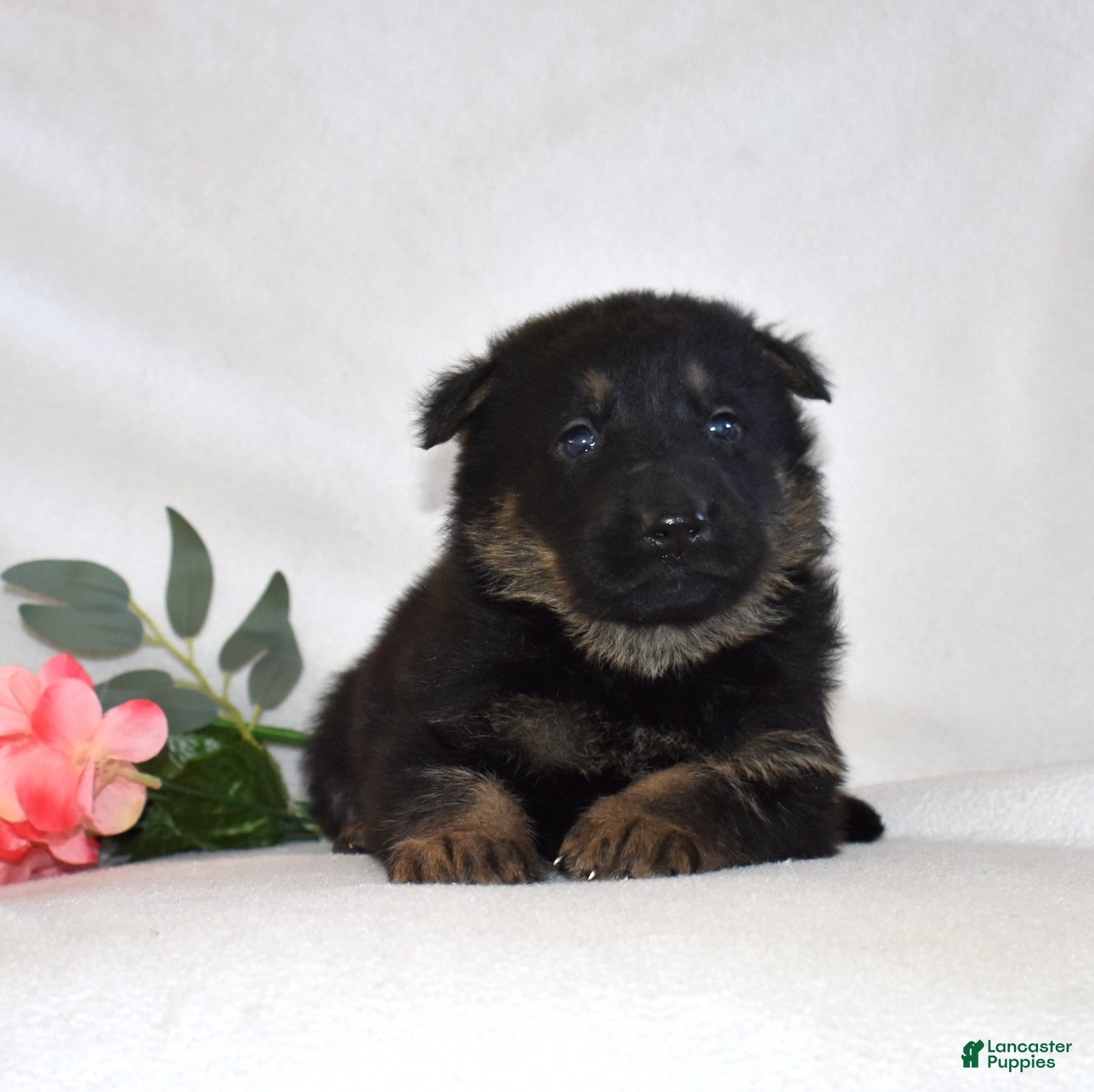 German Shepherd dogs Smokey - Ad 11