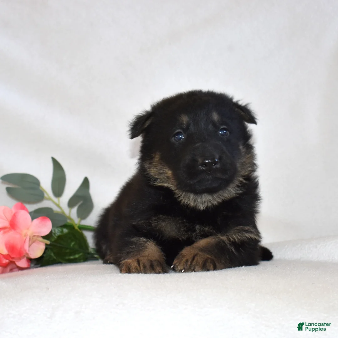 German Shepherd dogs for sale: Smokey - Ad 1