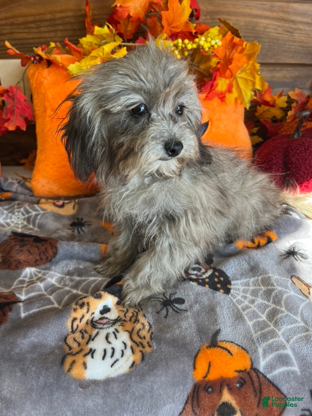 Maltipoo dogs for sale: Frosty - Ad 3