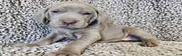 Weimaraner dogs for sale: Strider - Ad 4