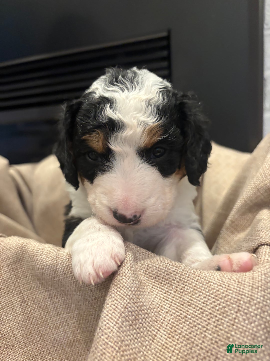 Mini Bernedoodle dogs for sale: Molly - Ad 3