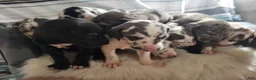 Great Dane dogs for sale: Blue Harlequin - Ad 3