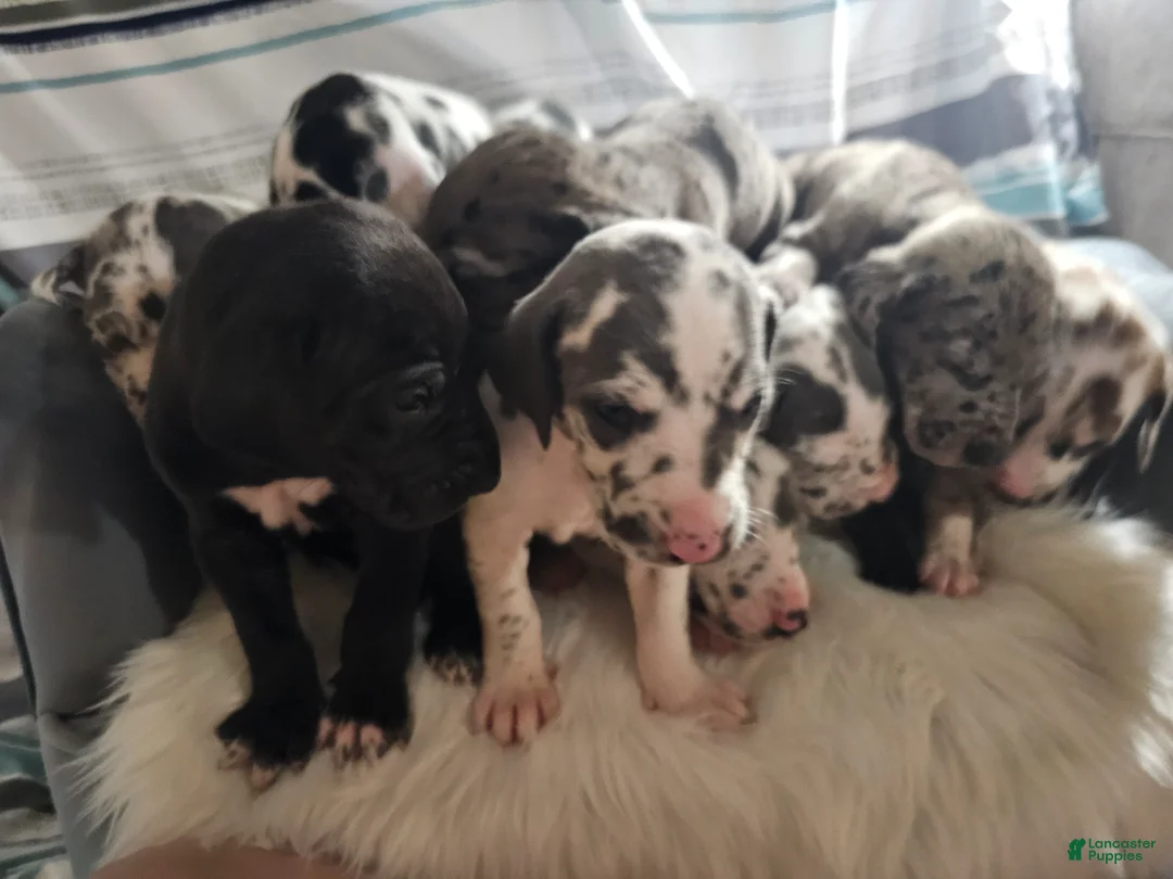 Great Dane dogs for sale: Black - Ad 11