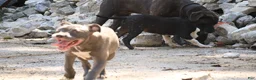 American Bully dogs for sale: Venus - Ad 10