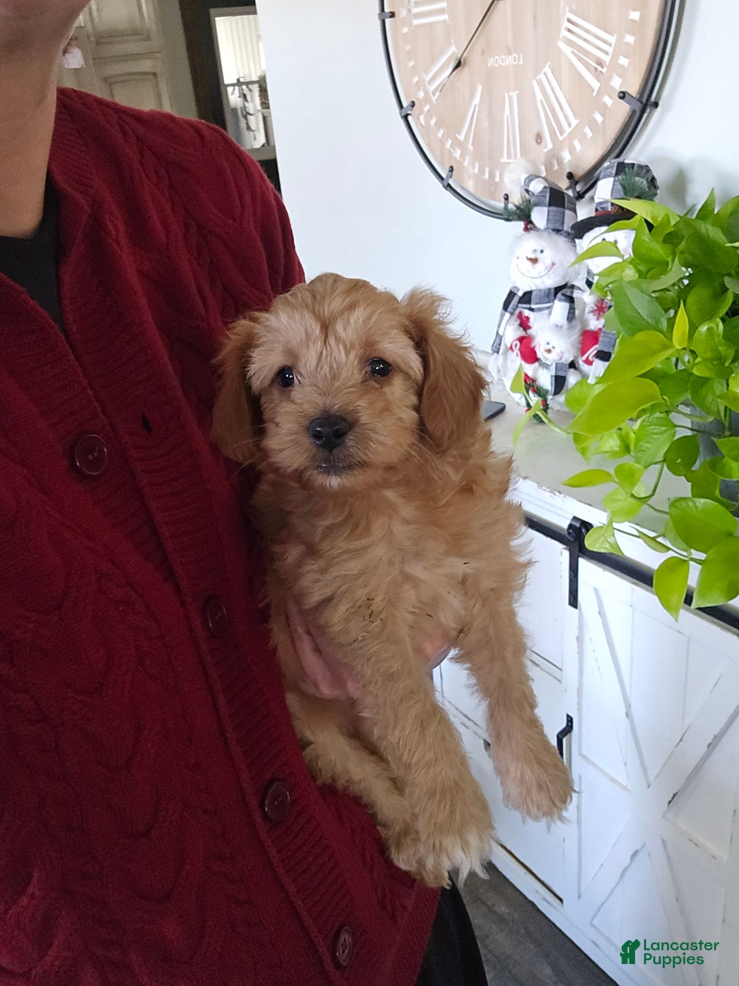 Mini Goldendoodle dogs for sale: Mini Goldendoodle Puppy 1 - Ad 1