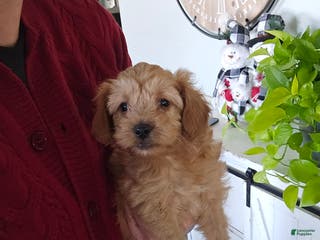 Mini Goldendoodle dogs Mini Goldendoodle Puppy 1 - Ad 15