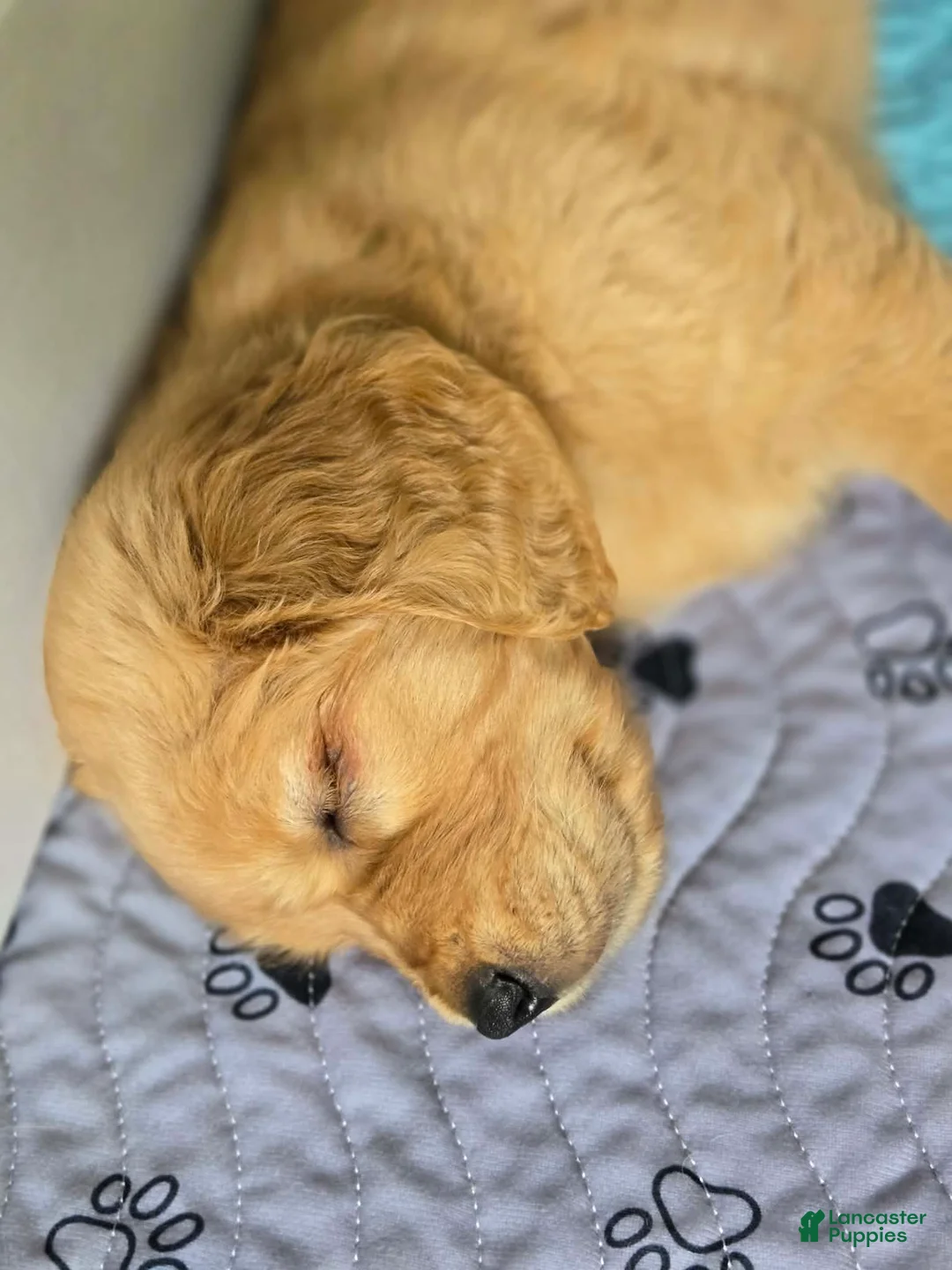 Golden Retriever dogs for sale: Golden Retriever Puppy 3 - Ad 1