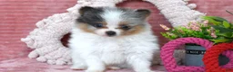 Pomeranian dogs for sale: Levi - Ad 3