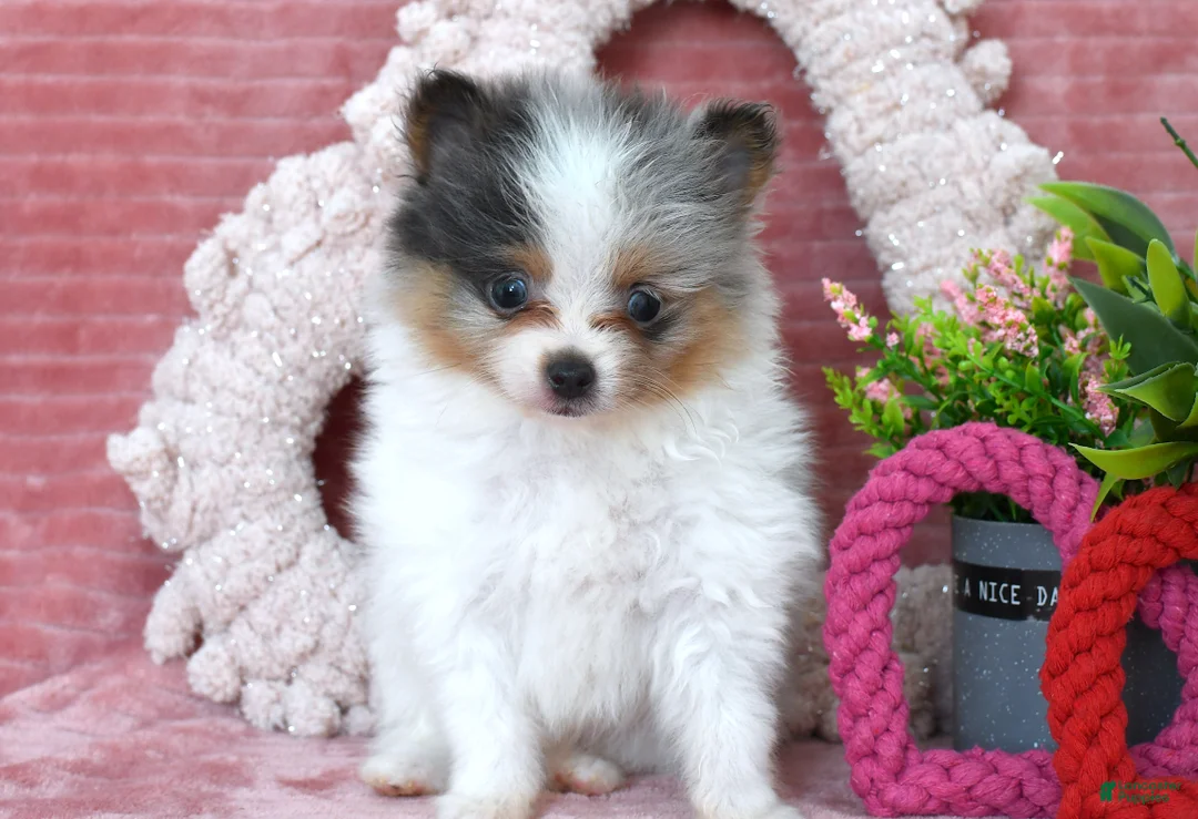 Pomeranian dogs for sale: Levi - Ad 3