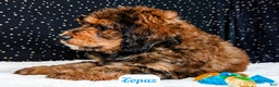 Bernedoodle dogs for sale: Topaz - Ad 4