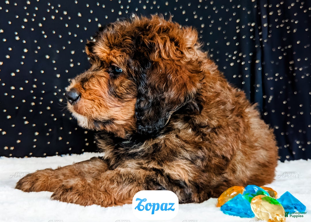 Bernedoodle dogs for sale: Topaz - Ad 4