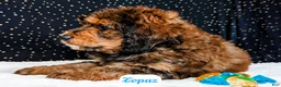Bernedoodle dogs for sale: Topaz - Ad 4