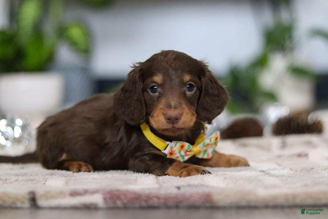 Miniature Dachshund dogs for sale: Alex - Ad 10