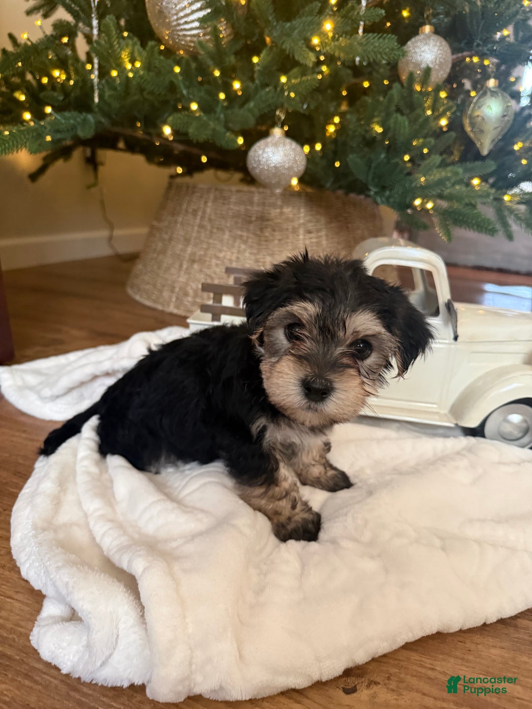 Mixed Breed dogs for sale: Franklin - Ad 1