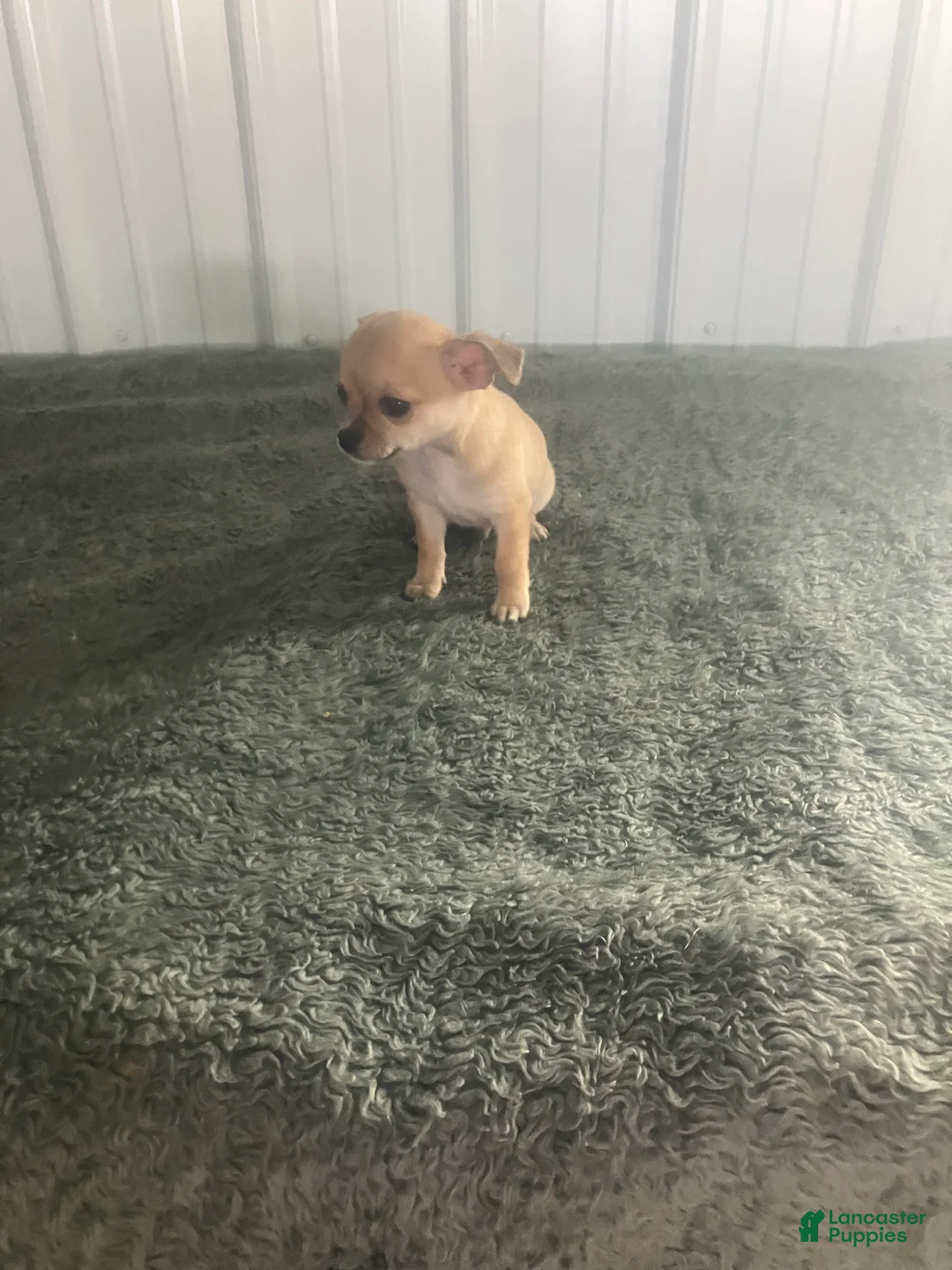 Chihuahua dogs for sale: Chihuahua Puppy 3 - Ad 2