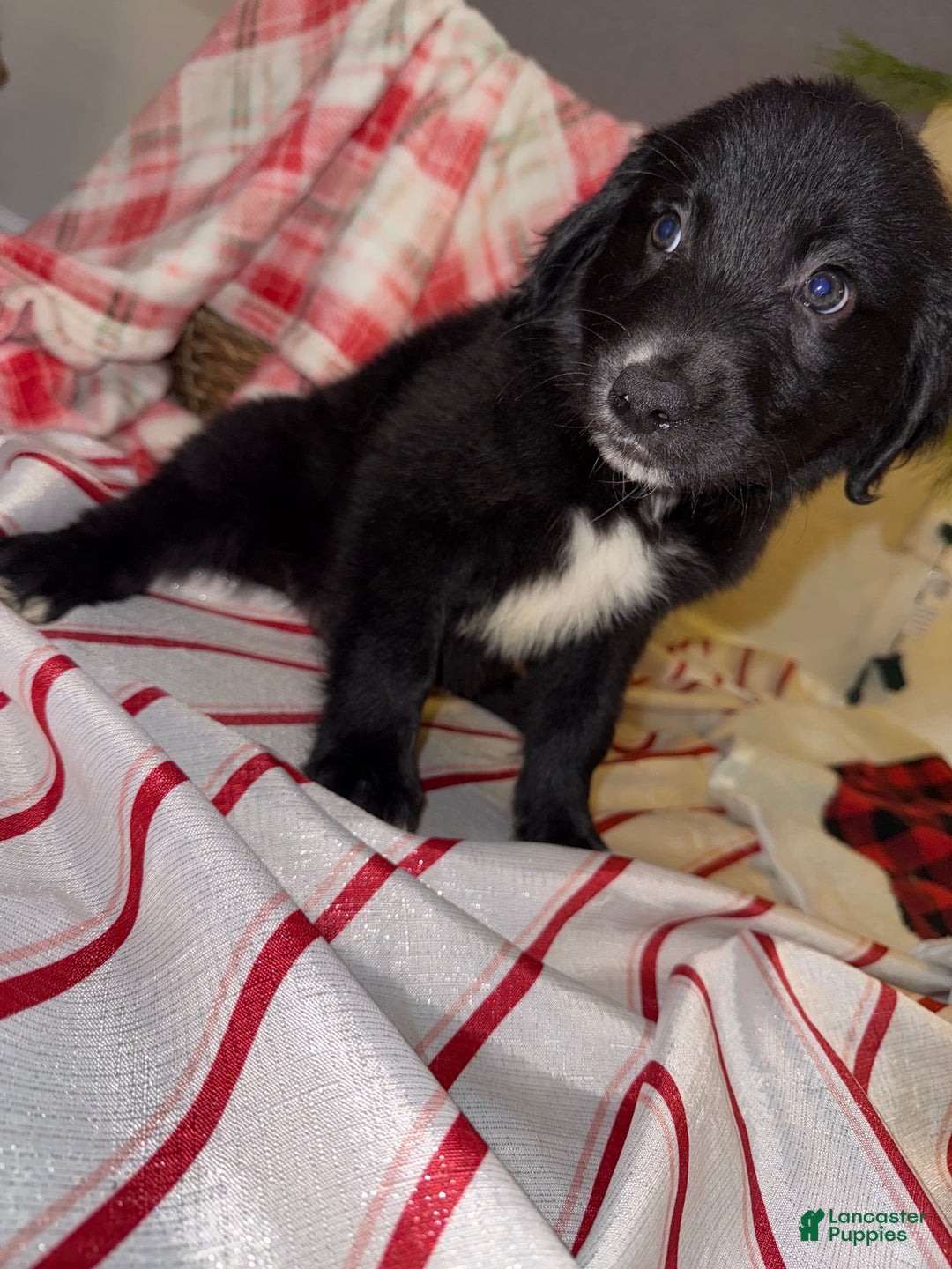 Mixed Breed dogs for sale: Duke - Ad 2