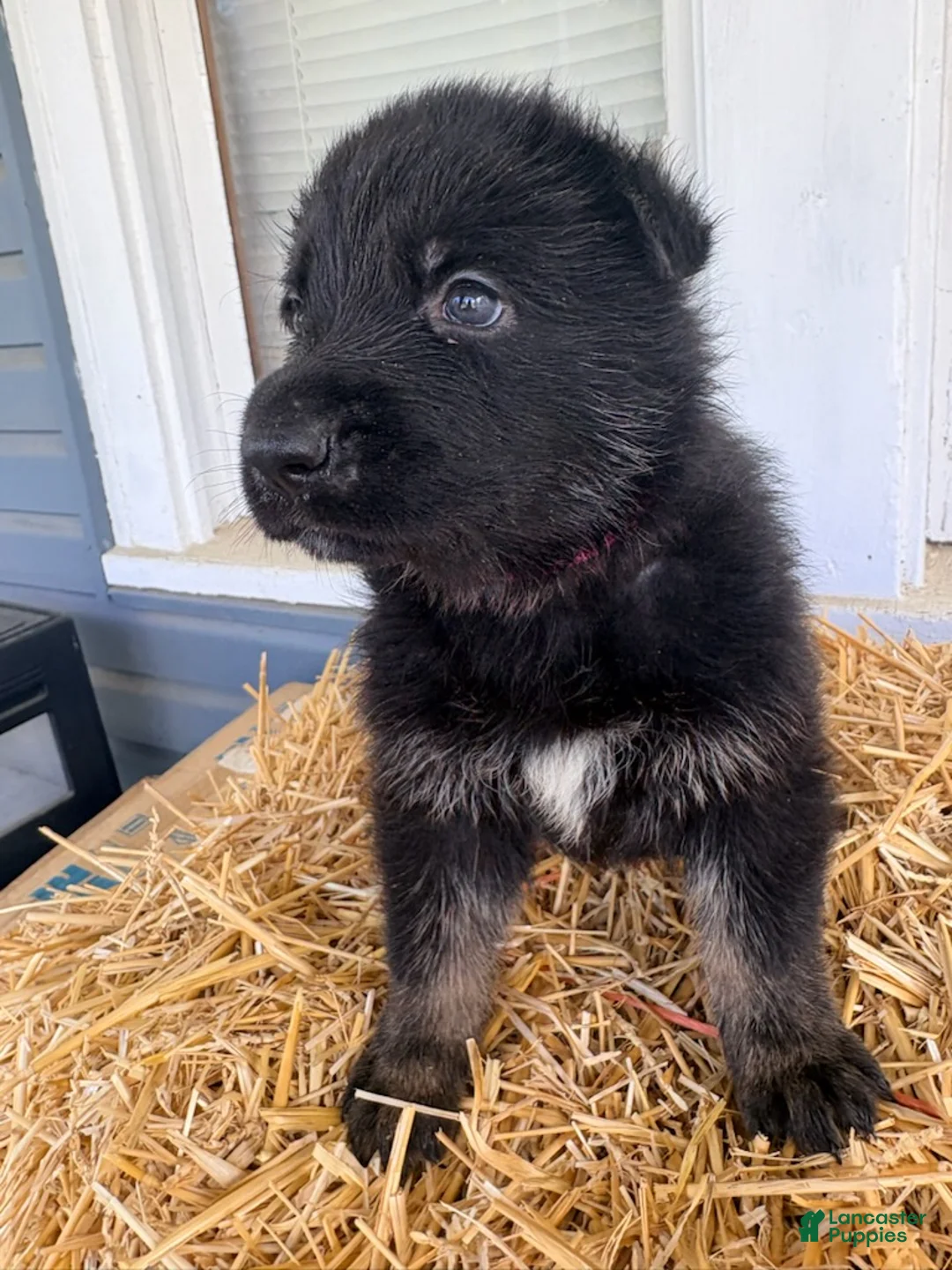 German Shepherd dogs for sale: Light Pink - Ad 2