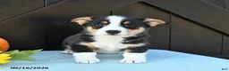 Welsh Corgi Pembroke dogs for sale: Molly - Ad 5