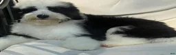 Mini Bernedoodle dogs for sale: Emmitt - Ad 3
