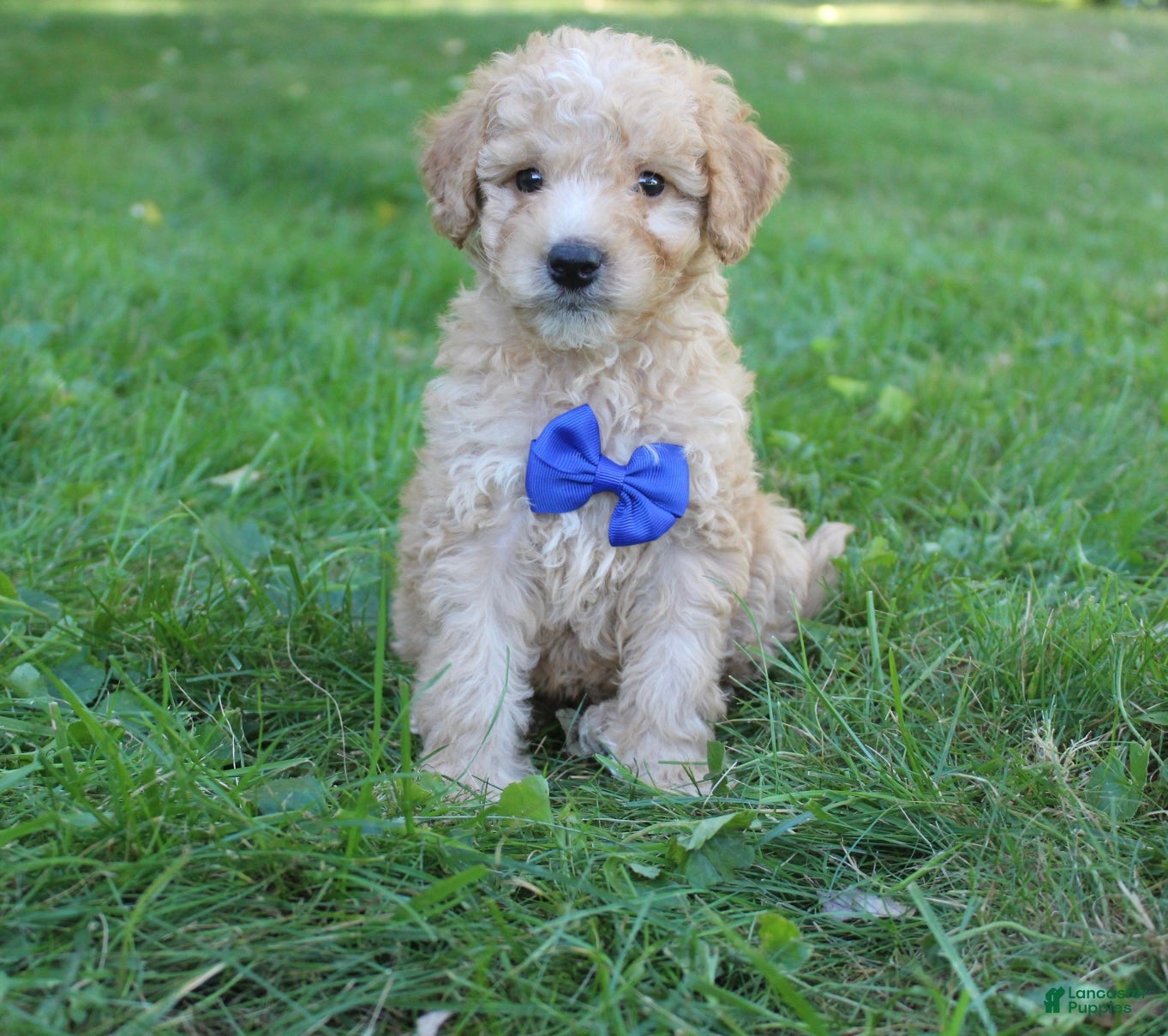 Mini Goldendoodle dogs for sale: Milo 💎 - Ad 2