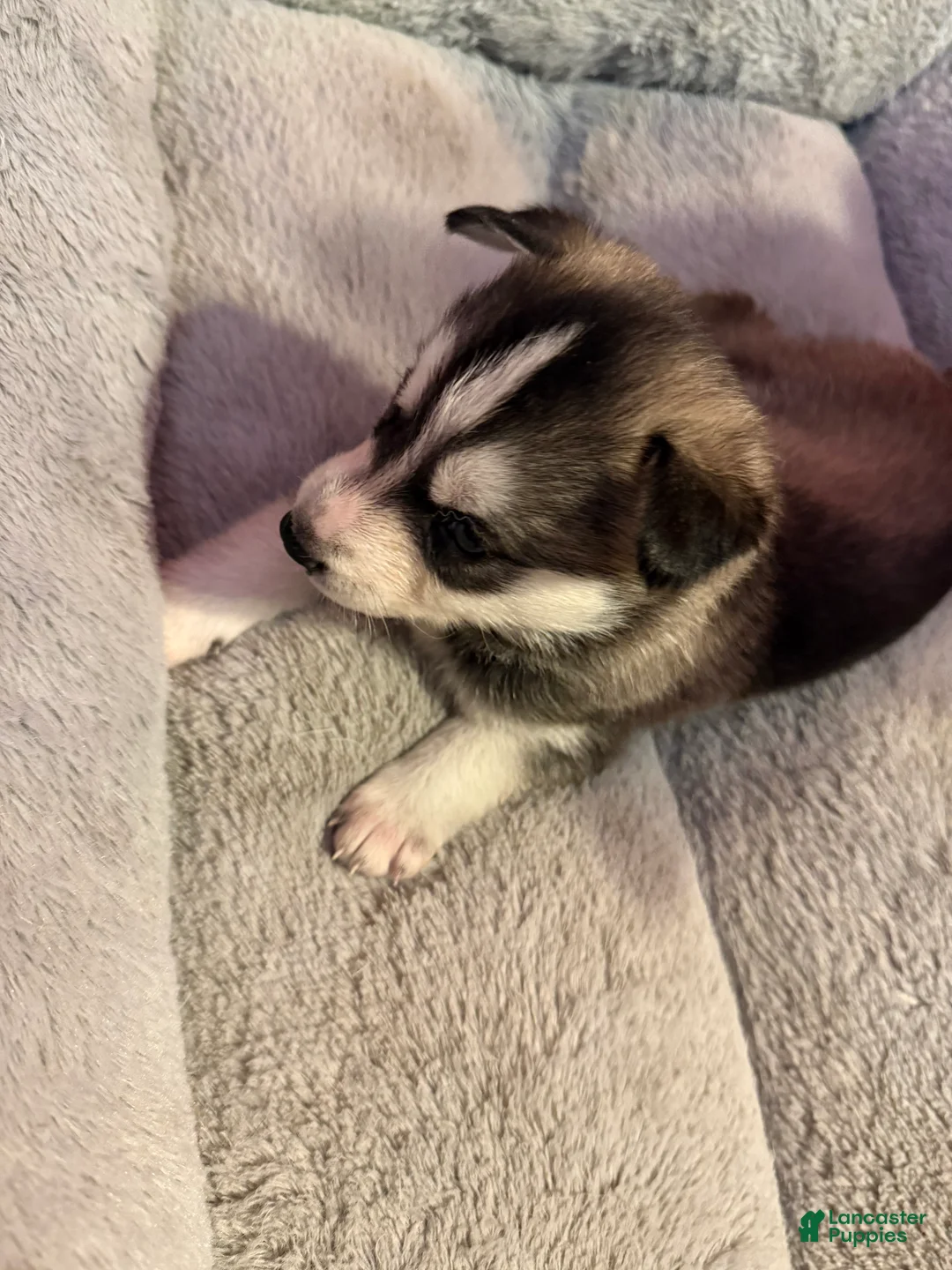 Mixed Breed dogs for sale: Siberian Husky Puppy 1 - Ad 2