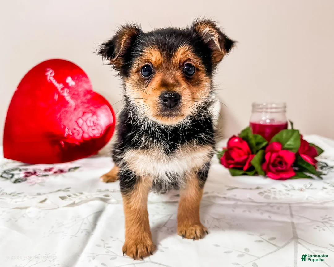 Mixed Breed dogs for sale: Mercury - Ad 1