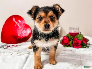 Mixed Breed dogs Mercury - Ad 41