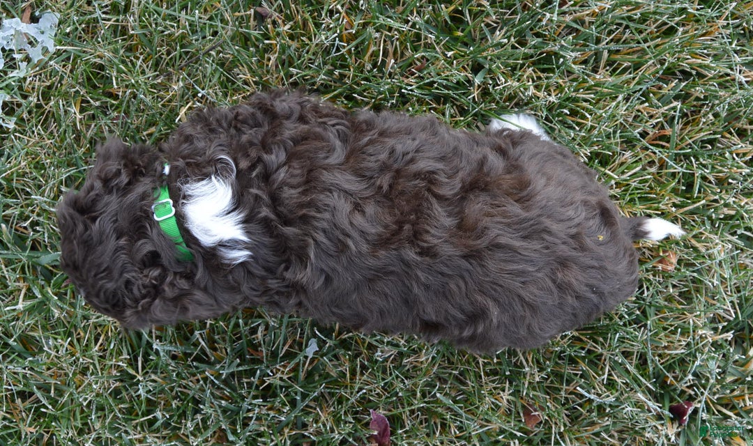 Mini Aussiedoodle dogs for sale: Mini Archie - Ad 13