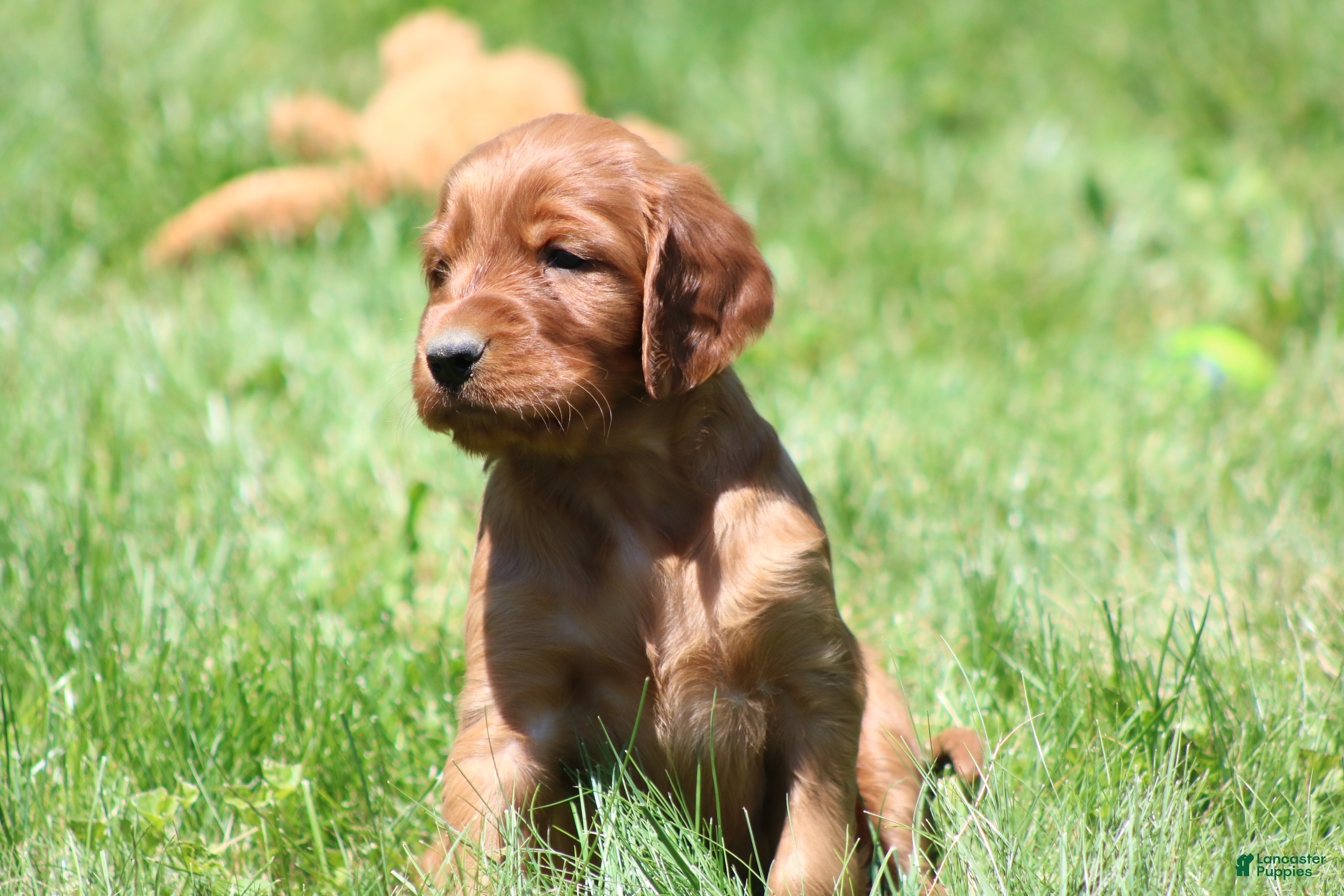 Irish Setter dogs for sale: Sammy - Ad 9