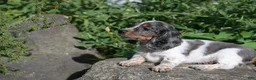 Miniature Dachshund dogs for sale: Molly - Ad 5