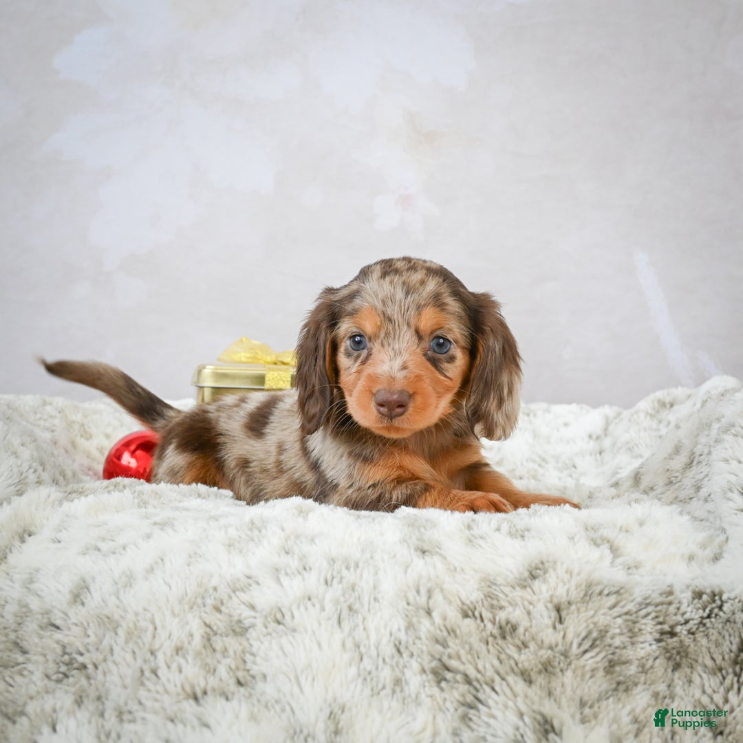 Miniature Dachshund dogs for sale: Snowflake - Ad 3