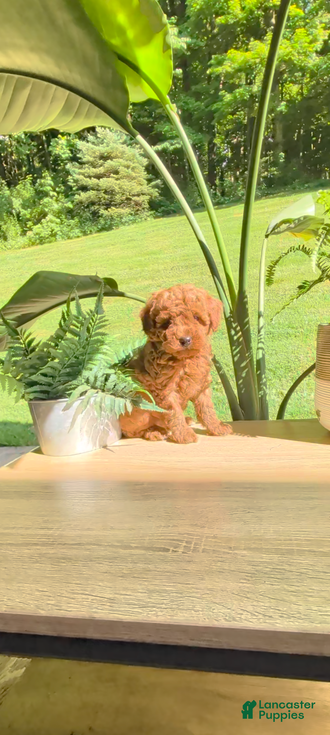 Miniature Poodle dogs Benji - Ad 1