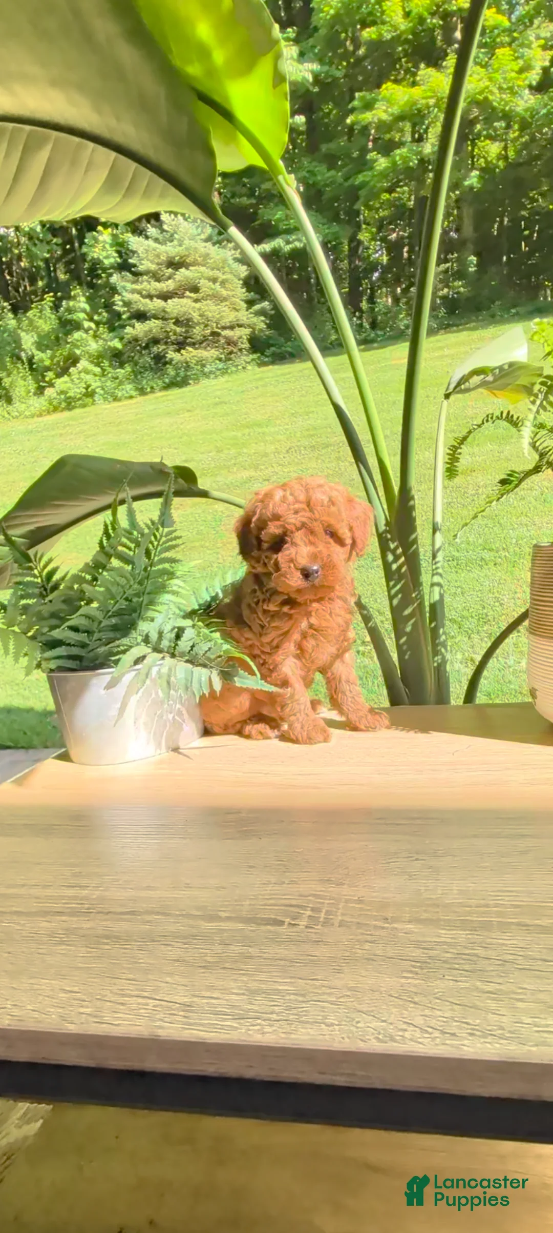 Miniature Poodle dogs for sale: Benji - Ad 1