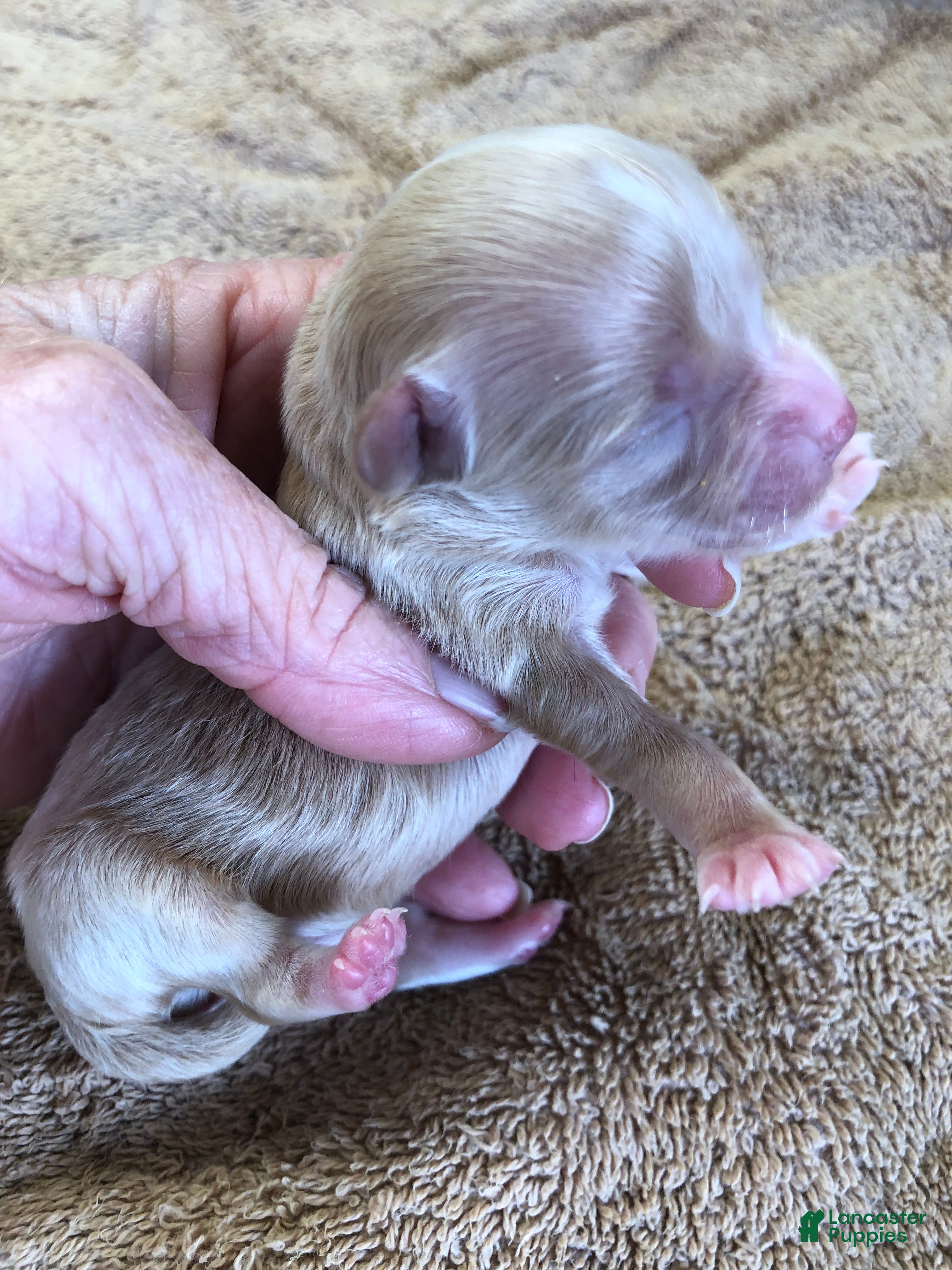 Maltipoo dogs Keiki - Ad 5