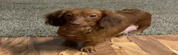 Miniature Dachshund dogs for sale: Brian - Ad 8