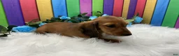 Dachshund dogs for sale: Dachshund Puppy 3 - Ad 5