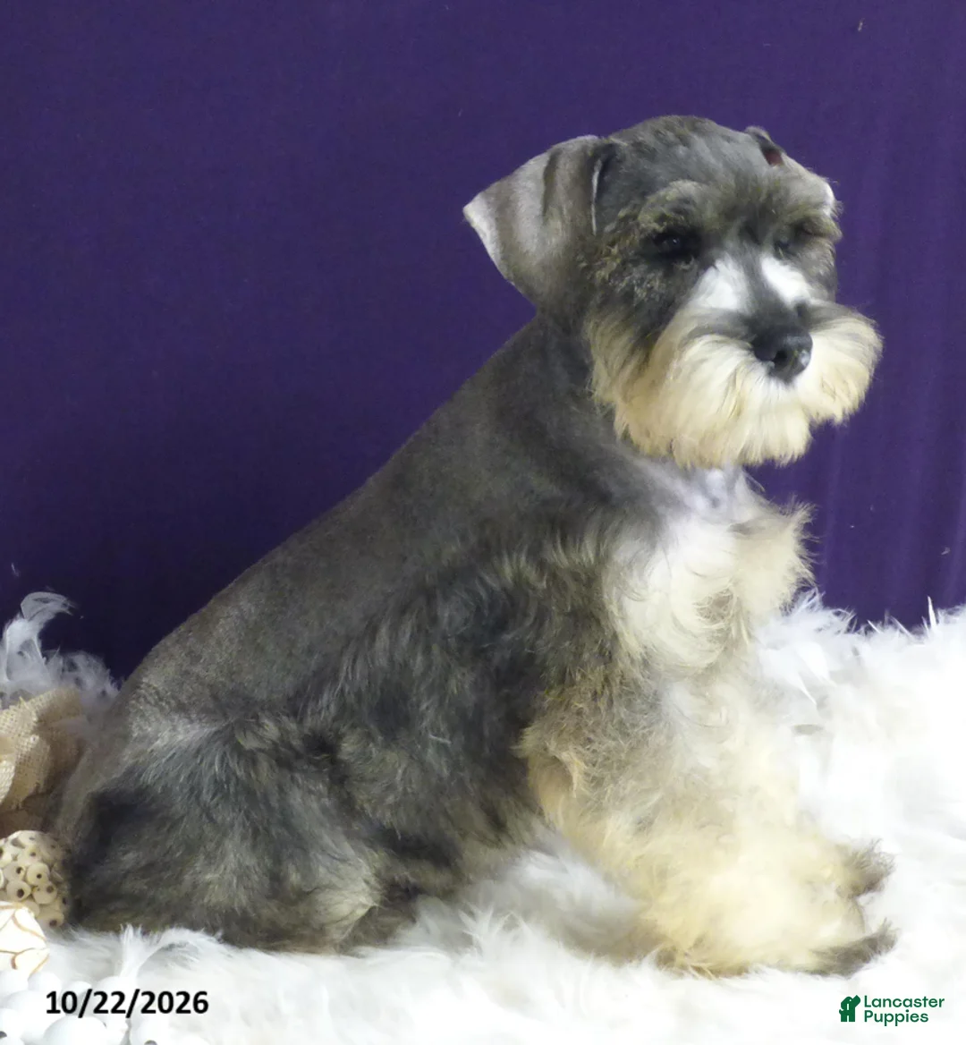 Miniature Schnauzer dogs for sale: Charlie - Ad 6