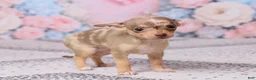 Chihuahua dogs for sale: Betzie - Ad 6
