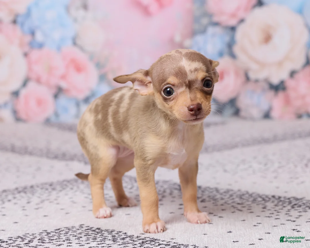 Chihuahua dogs for sale: Betzie - Ad 6